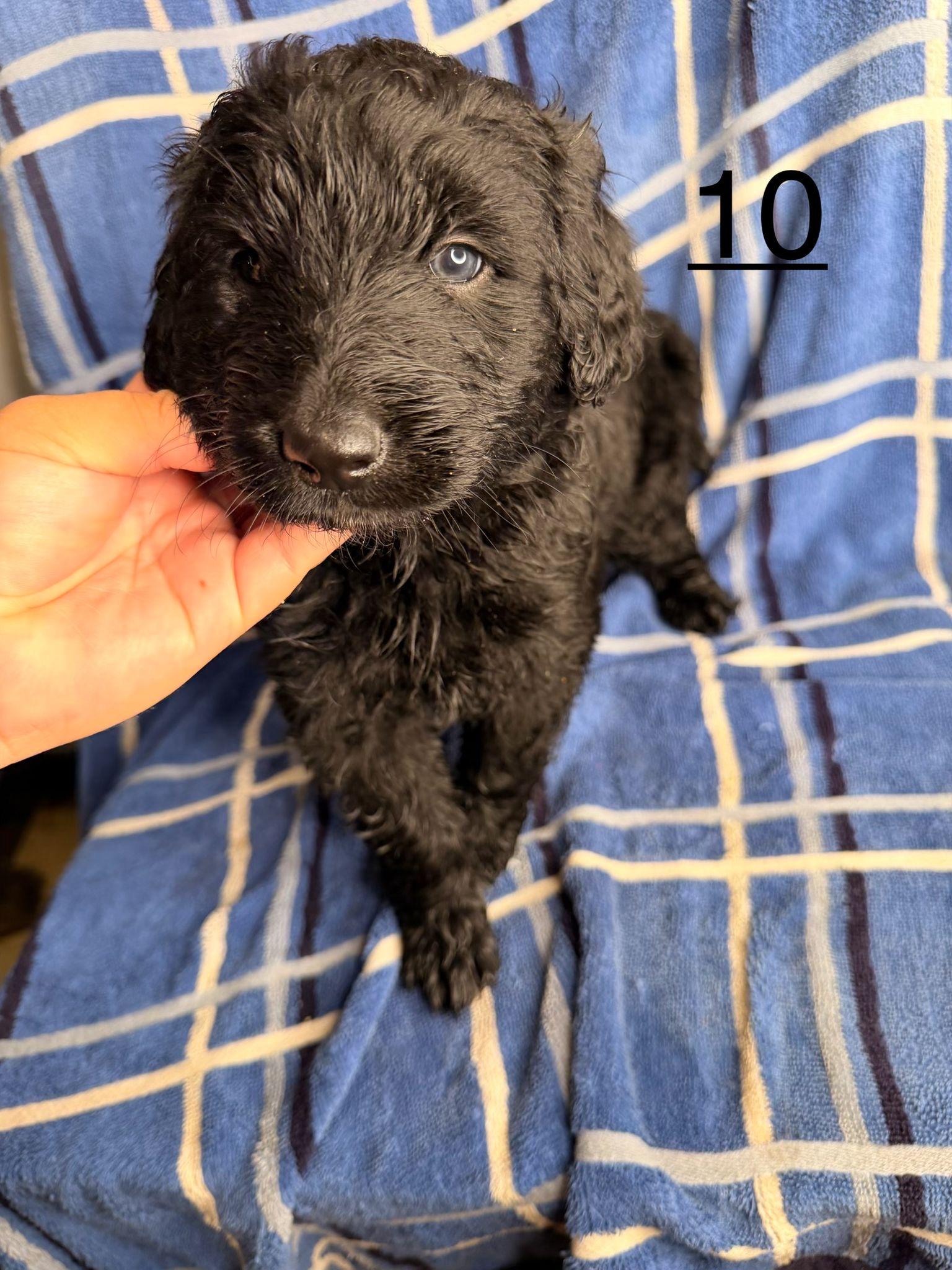Michael , Adoptable, Puppy Female Goldendoodle.