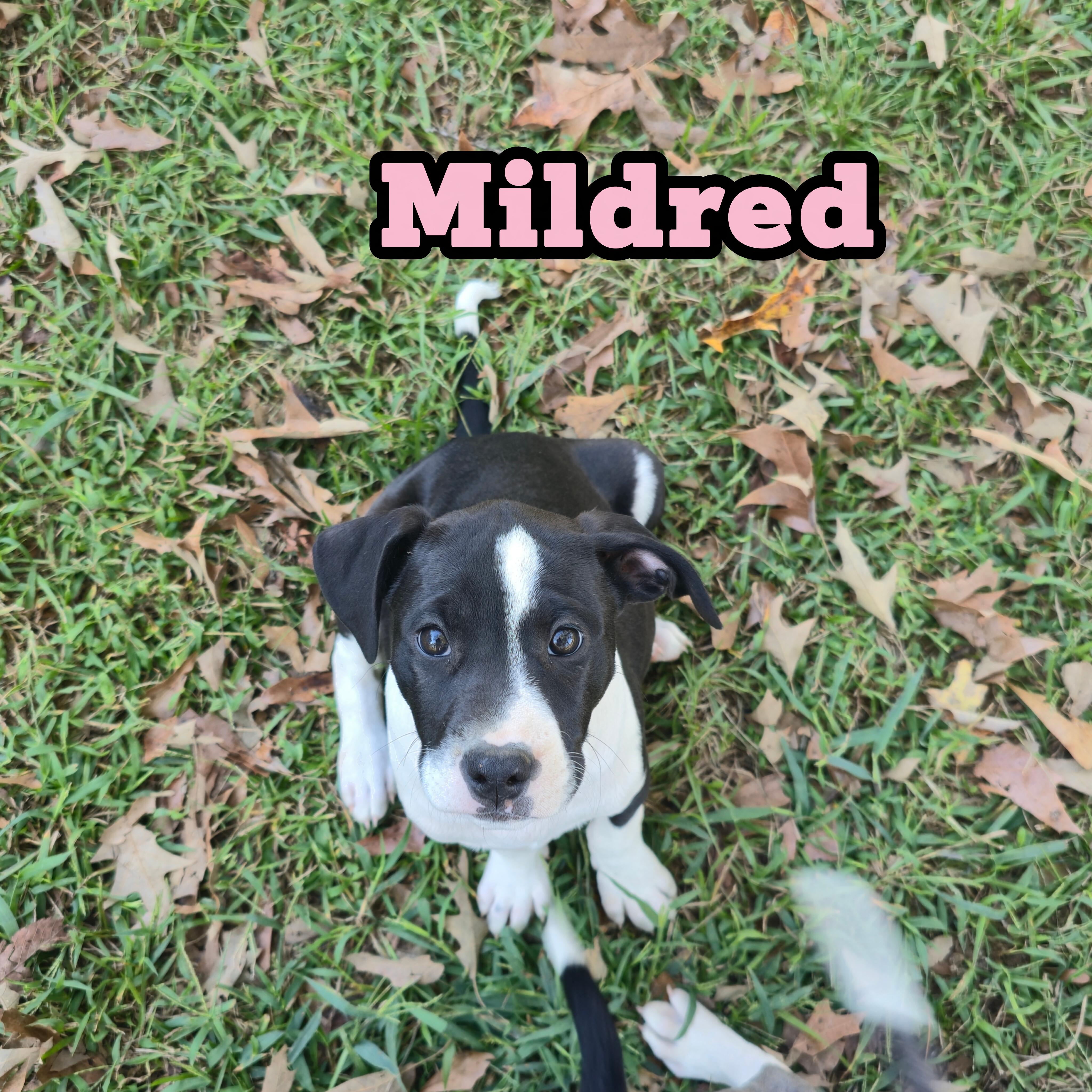 Mildred *Waived Fee Optional