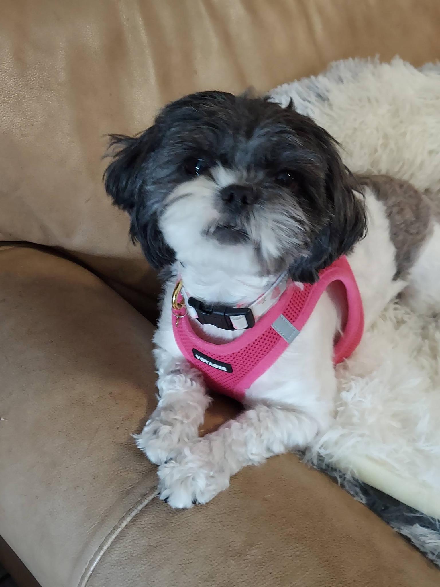 Enlarge Minnie Tonka, an adopted mixed breed in Oakland, CA image 1/6