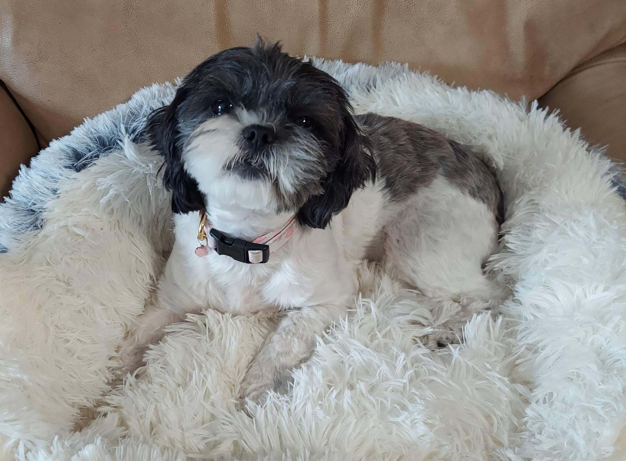 Enlarge Minnie Tonka, an adopted mixed breed in Oakland, CA image 4/6