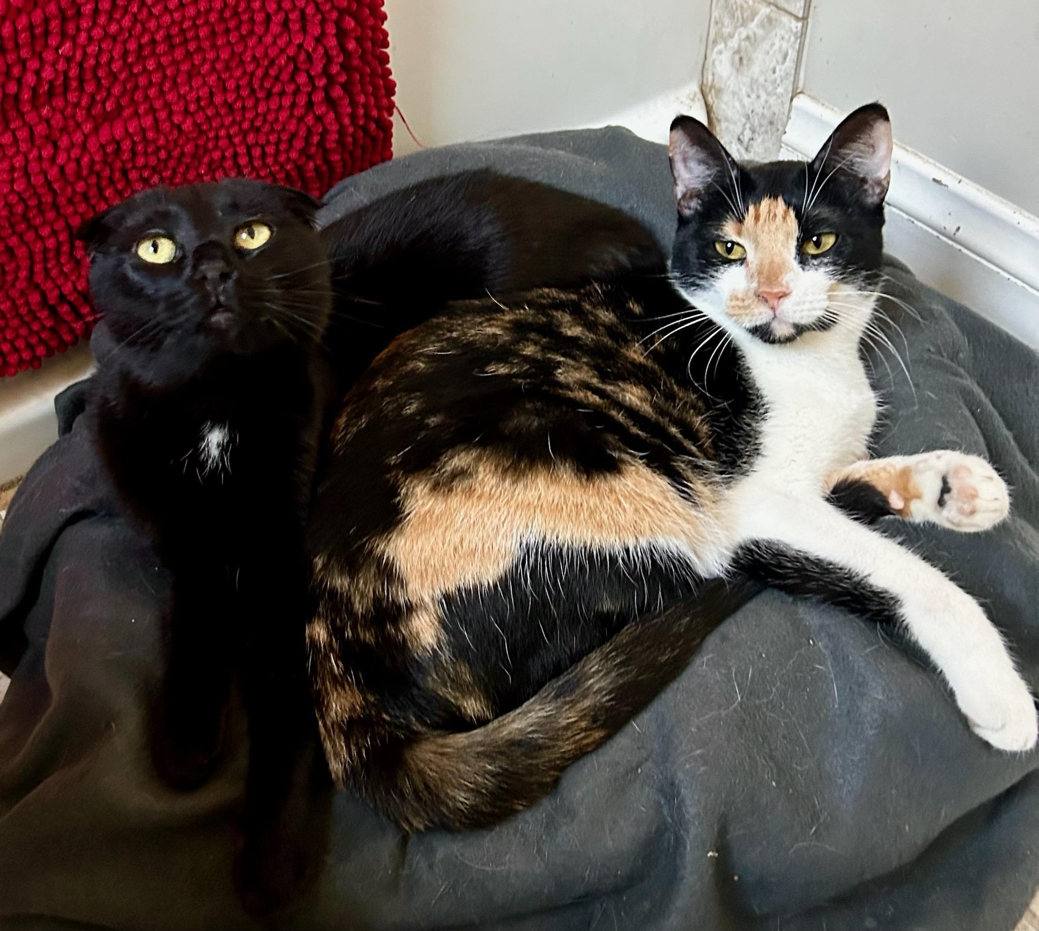 Tiffany, a ADOPTABLE Domestic Short Hair in North Hollywood, CA image 3/4