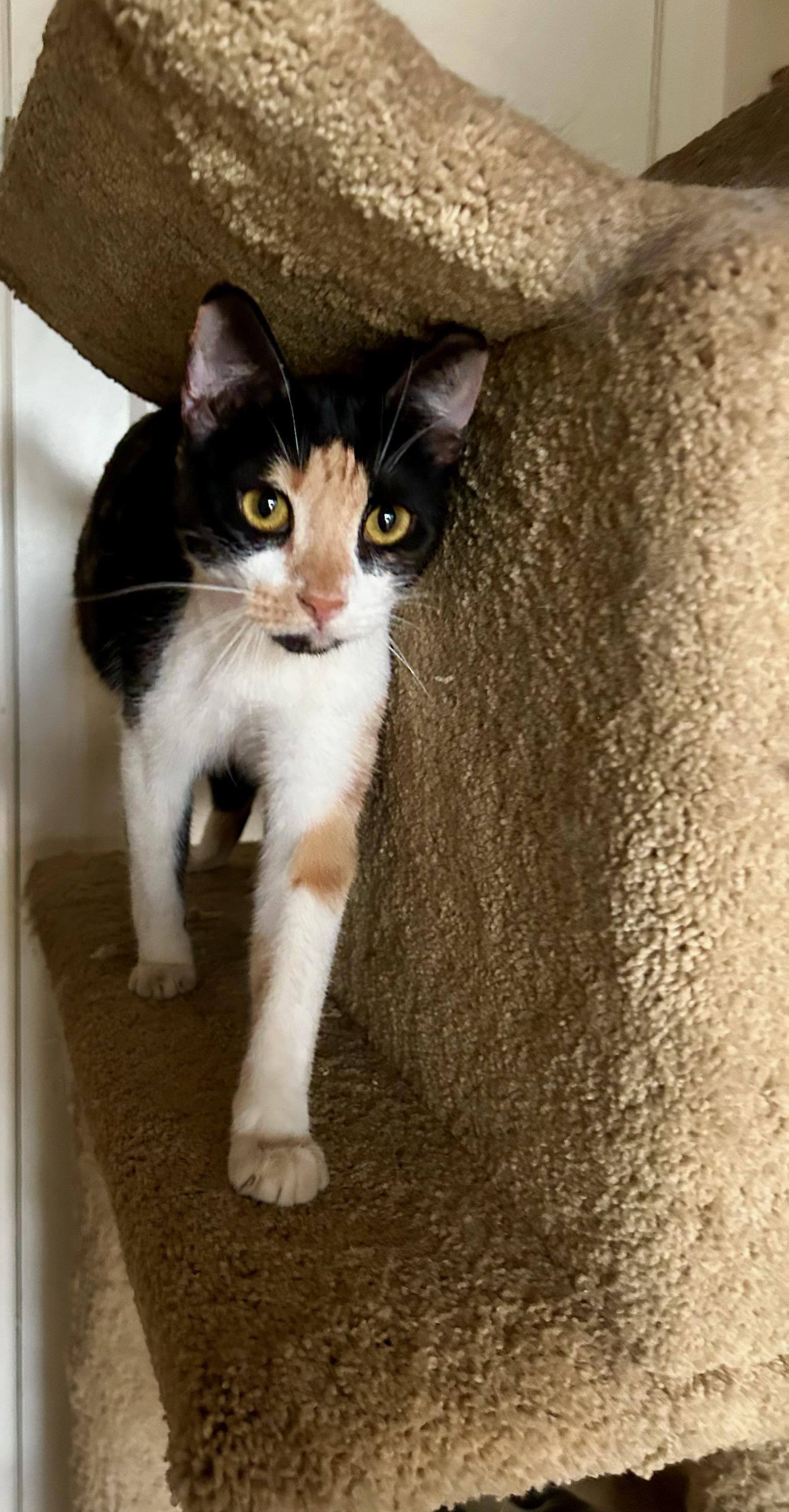 Tiffany, a ADOPTABLE Domestic Short Hair in North Hollywood, CA image 2/4