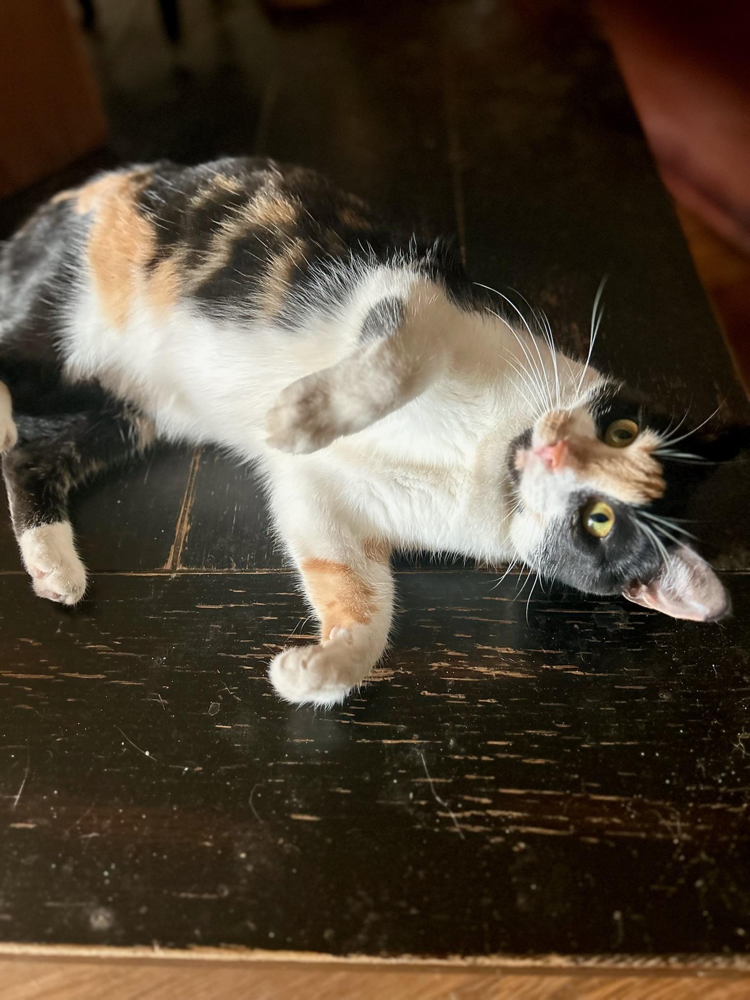Tiffany, ADOPTABLE, Young Female Domestic Short Hair.