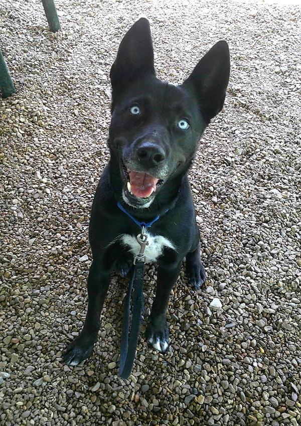 BLUE, a ADOPTABLE mixed breed in Pegram, TN image 3/6