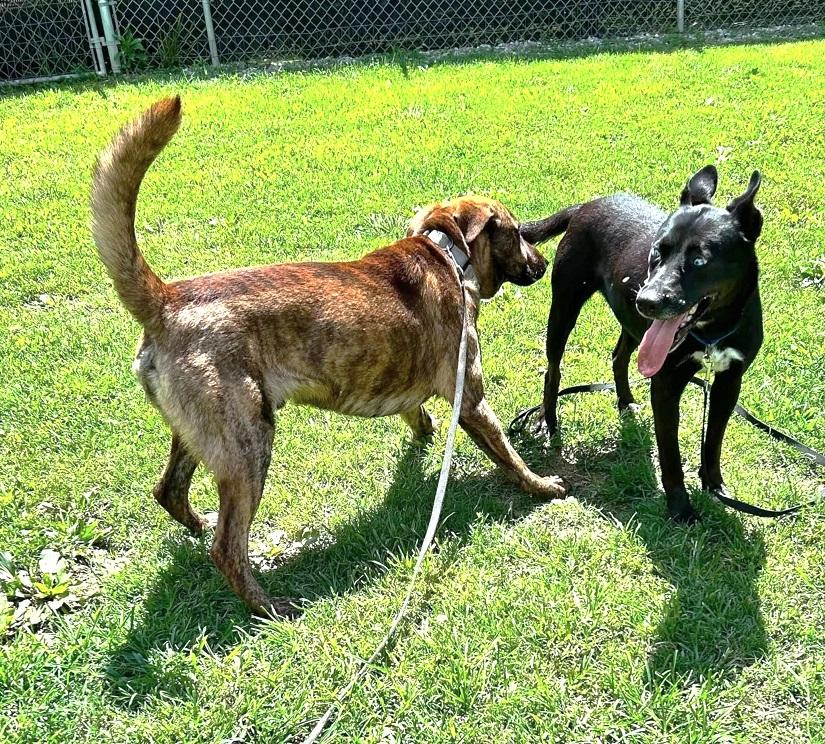 BLUE, a ADOPTABLE mixed breed in Pegram, TN image 6/6