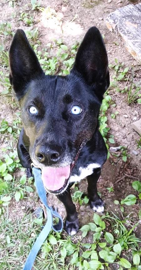 BLUE, a ADOPTABLE mixed breed in Pegram, TN image 5/6