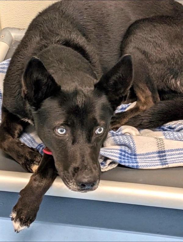 BLUE, a ADOPTABLE mixed breed in Pegram, TN image 4/6
