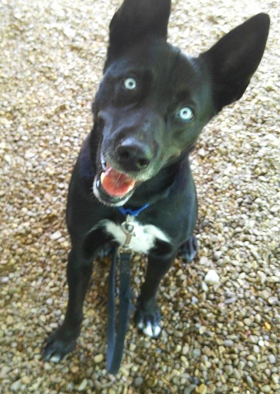 BLUE, a ADOPTABLE mixed breed in Pegram, TN image 2/6