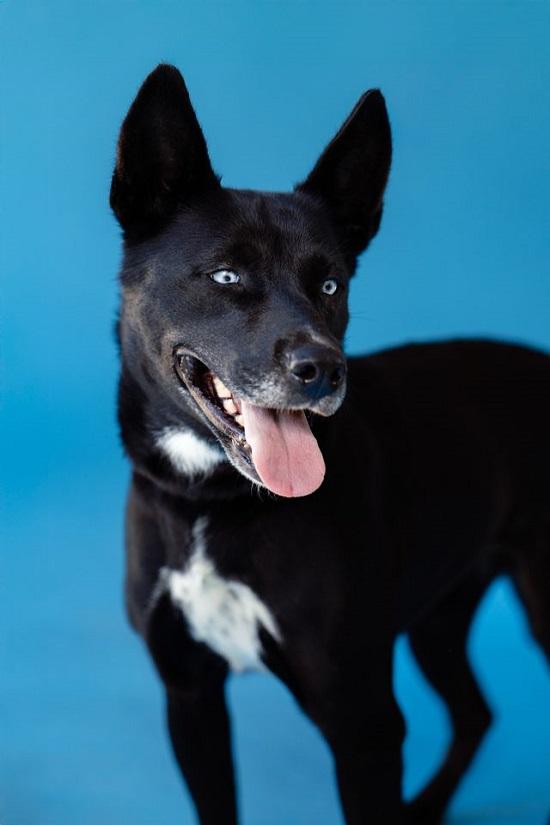 BLUE, ADOPTABLE, Adult Female Shepherd & Labrador Retriever.