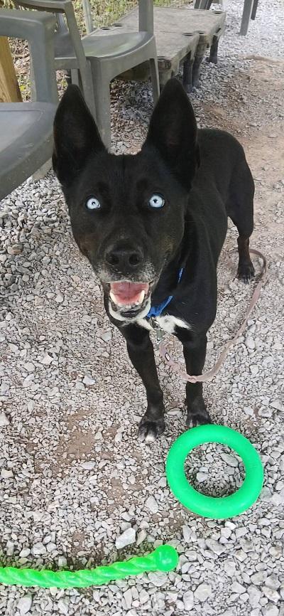 BLUE, ADOPTABLE, Adult Female Shepherd & Labrador Retriever.