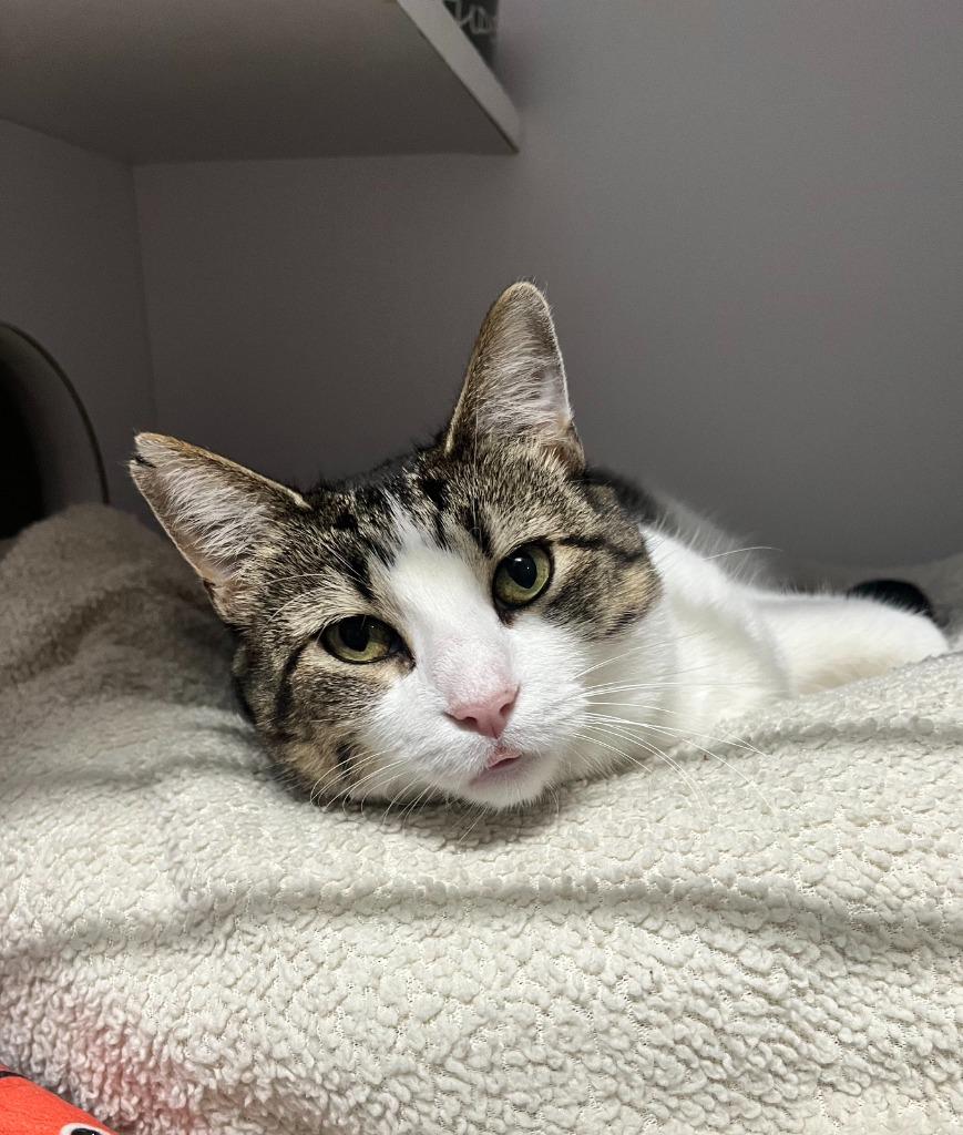 Clarabelle, Adoptable, Adult Female Domestic Short Hair.