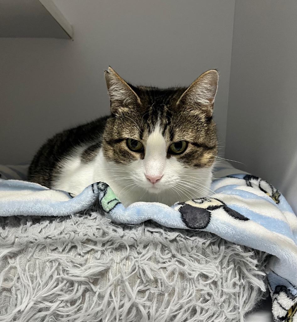 Enlarge Clarabelle, a Adoptable mixed breed in Shorewood, IL image 2/2