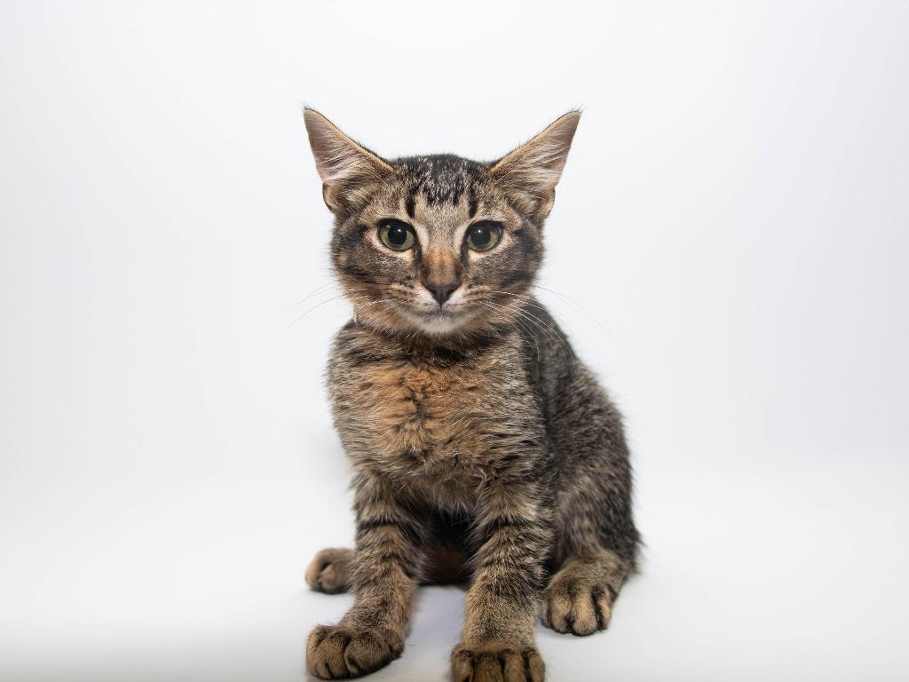 Zack, Adoptable, Kitten Male Domestic Short Hair.