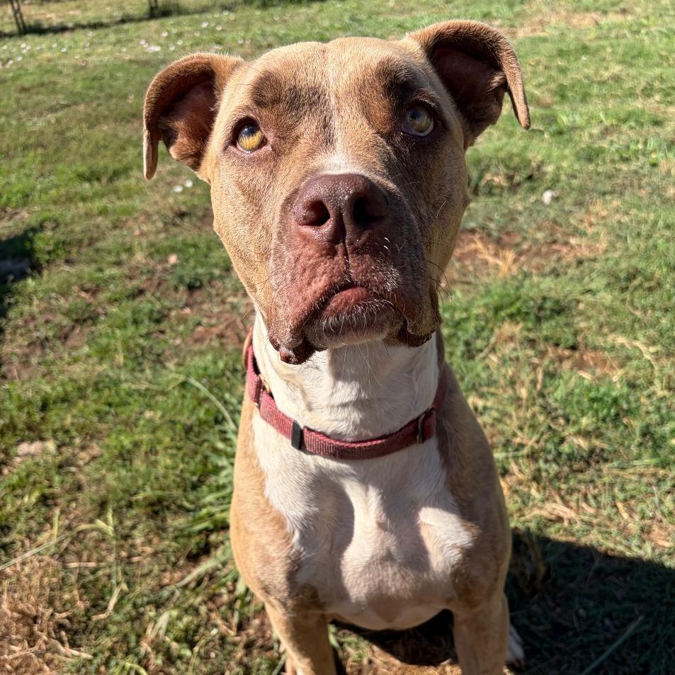 Enlarge ADDIE, a Adoptable Pit Bull Terrier in Chico, CA image 1/6