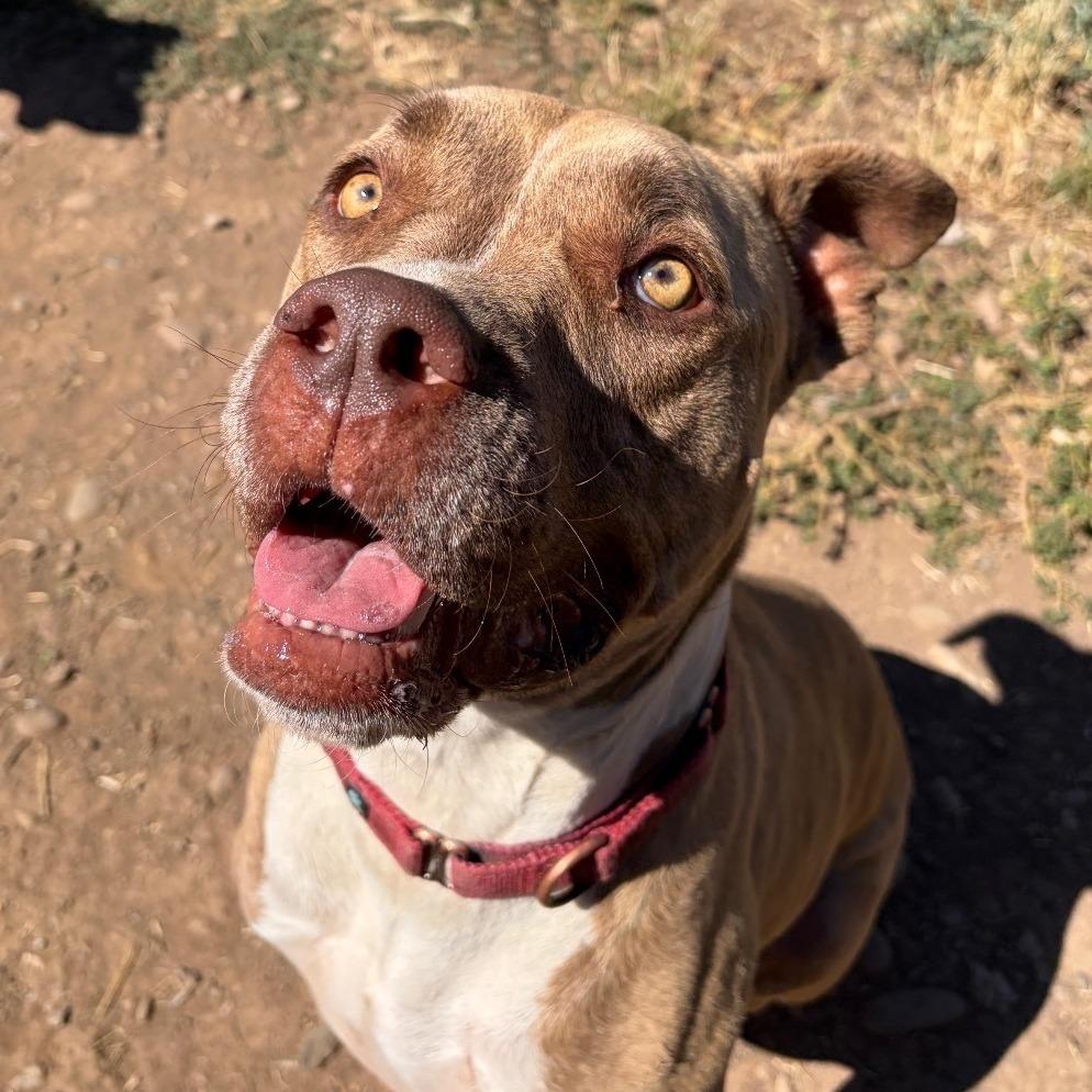 Enlarge ADDIE, a Adoptable Pit Bull Terrier in Chico, CA image 2/6