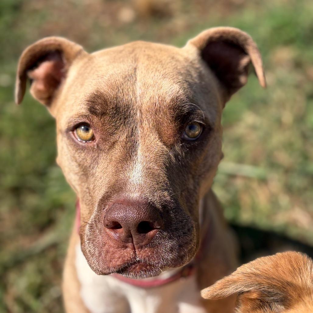 Enlarge ADDIE, a Adoptable Pit Bull Terrier in Chico, CA image 3/6