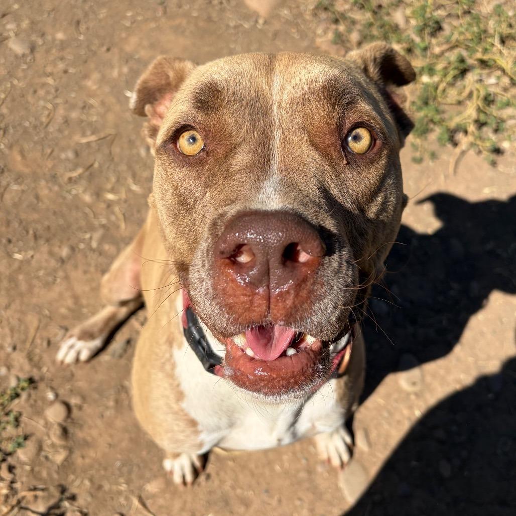 Enlarge ADDIE, a Adoptable Pit Bull Terrier in Chico, CA image 4/6