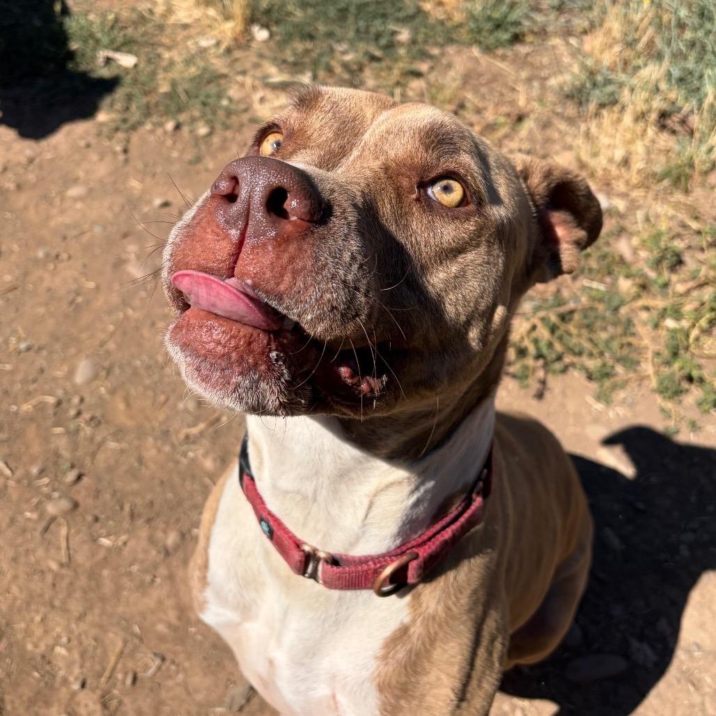 Enlarge ADDIE, a Adoptable Pit Bull Terrier in Chico, CA image 5/6