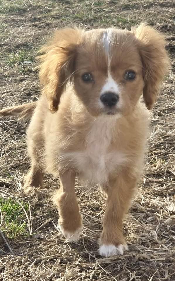 Enlarge Butterfinger, a Adoptable Cavalier King Charles Spaniel in Lee's Summit, MO image 1/3
