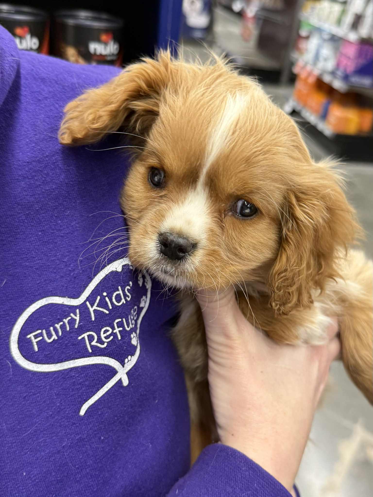 Enlarge Butterfinger, a Adoptable Cavalier King Charles Spaniel in Lee's Summit, MO image 3/3