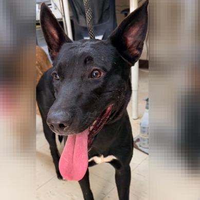 Enlarge Satin, a Adoptable Belgian Shepherd / Malinois in Denison, TX image 1/6