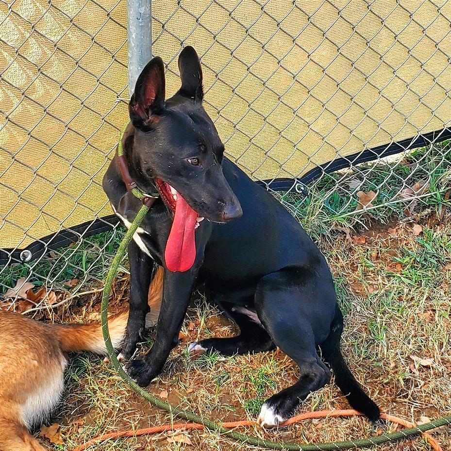 Enlarge Satin, a Adoptable Belgian Shepherd / Malinois in Denison, TX image 2/6