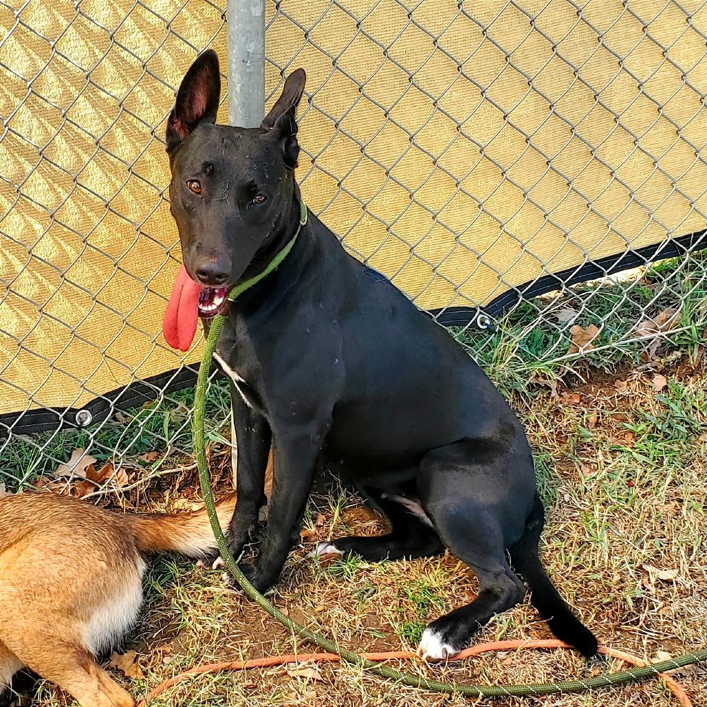 Enlarge Satin, a Adoptable Belgian Shepherd / Malinois in Denison, TX image 3/6