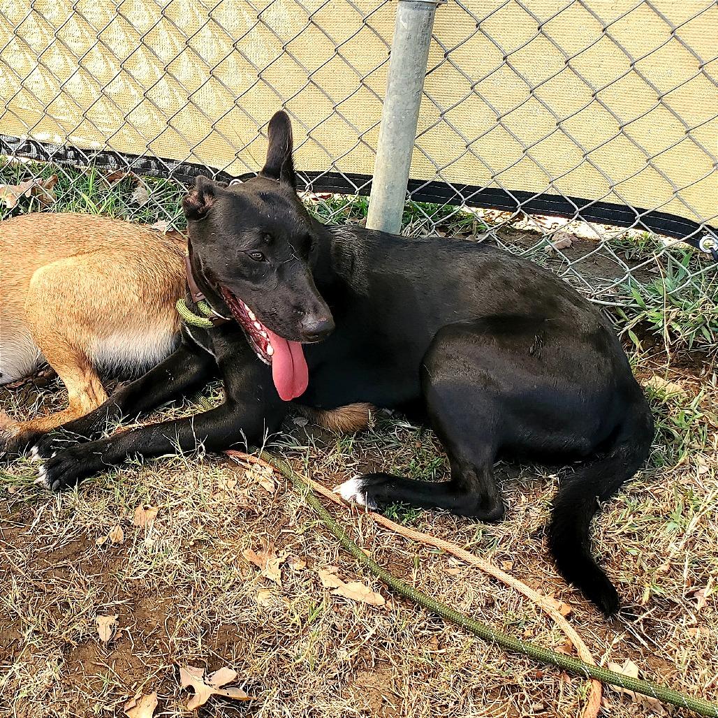 Enlarge Satin, a Adoptable Belgian Shepherd / Malinois in Denison, TX image 4/6