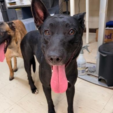 Enlarge Satin, a Adoptable Belgian Shepherd / Malinois in Denison, TX image 5/6