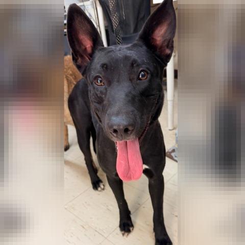 Enlarge Satin, a Adoptable Belgian Shepherd / Malinois in Denison, TX image 6/6