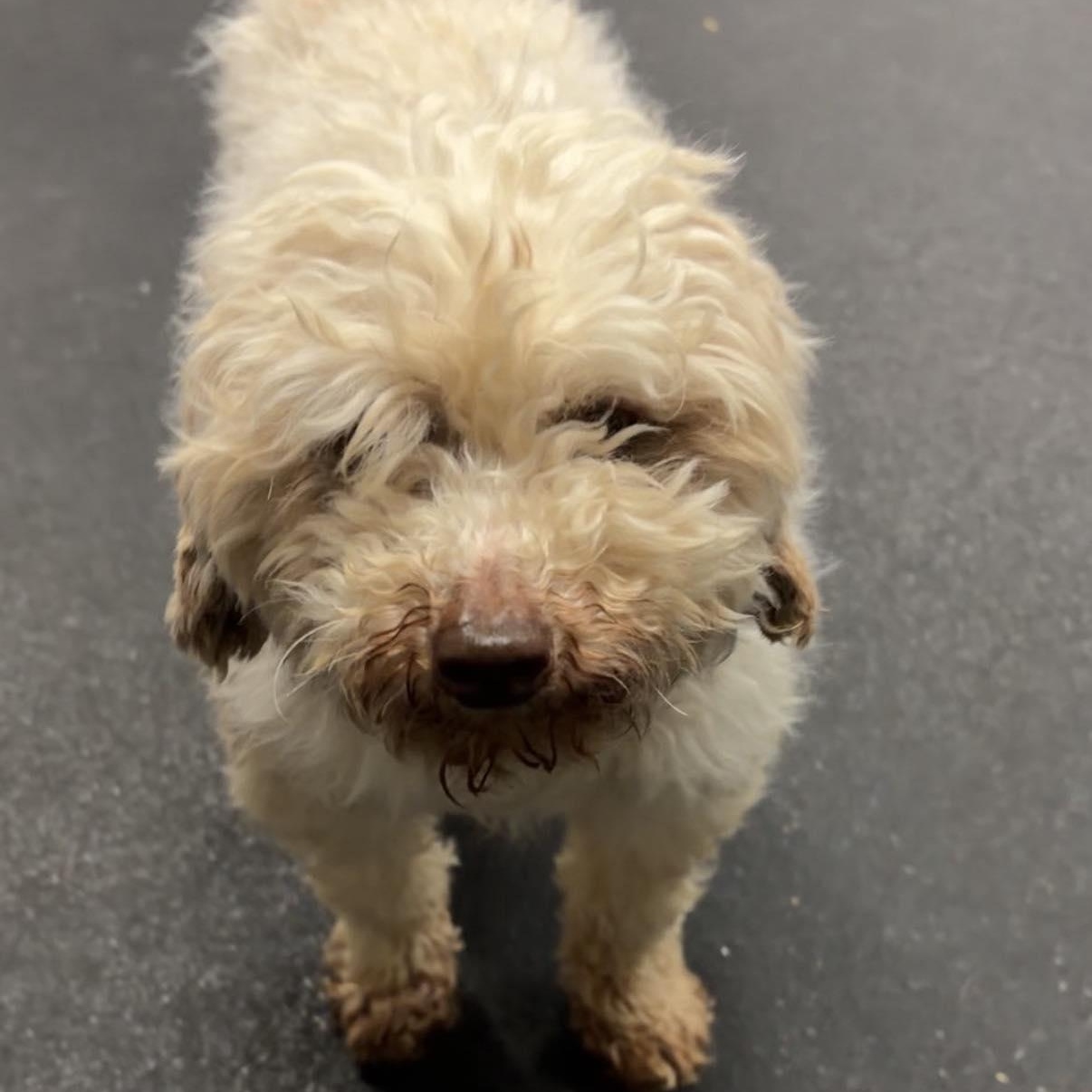 Enlarge Boomer, a ADOPTABLE Miniature Poodle in Valparaiso, IN image 3/3