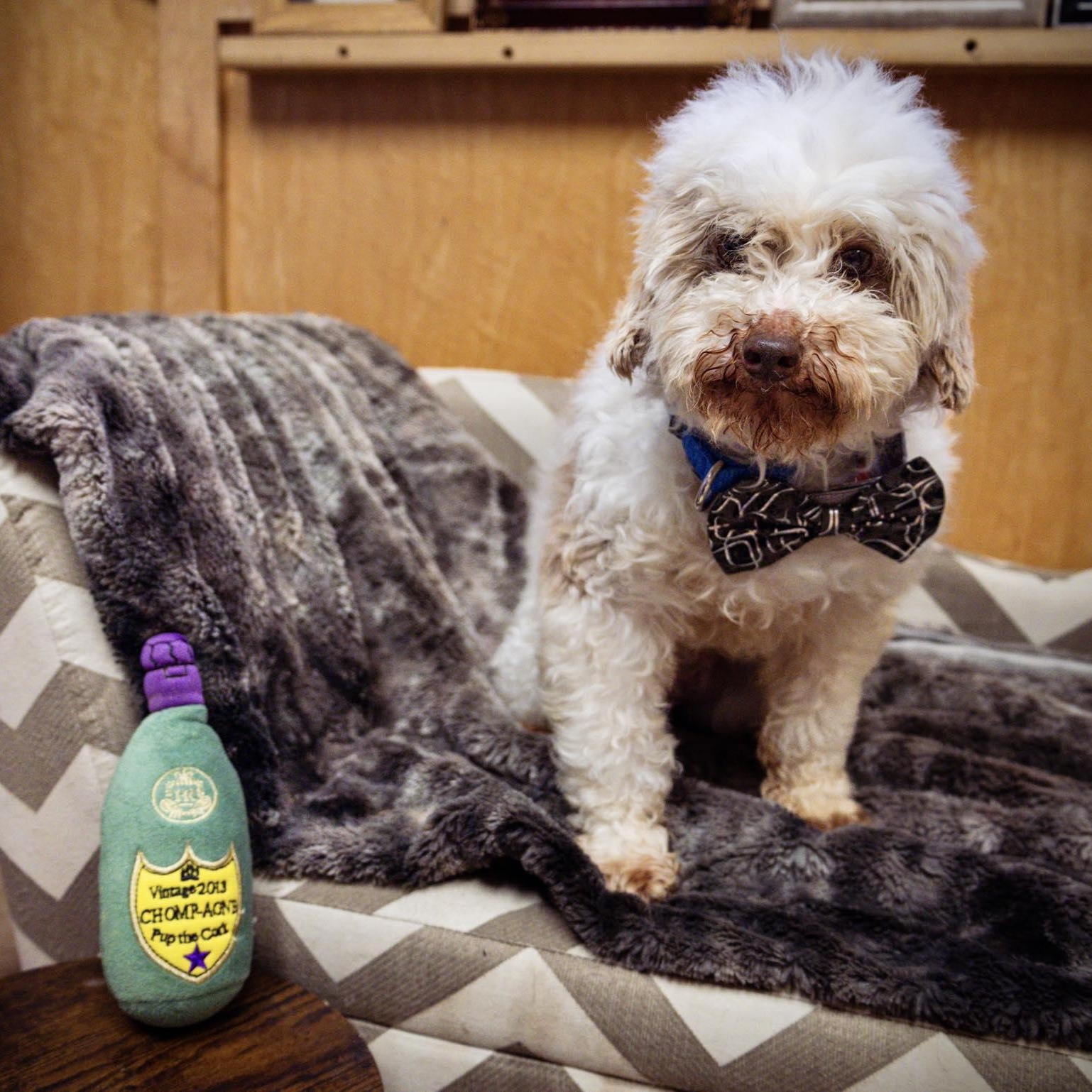 Boomer, ADOPTABLE, Adult Male Miniature Poodle.