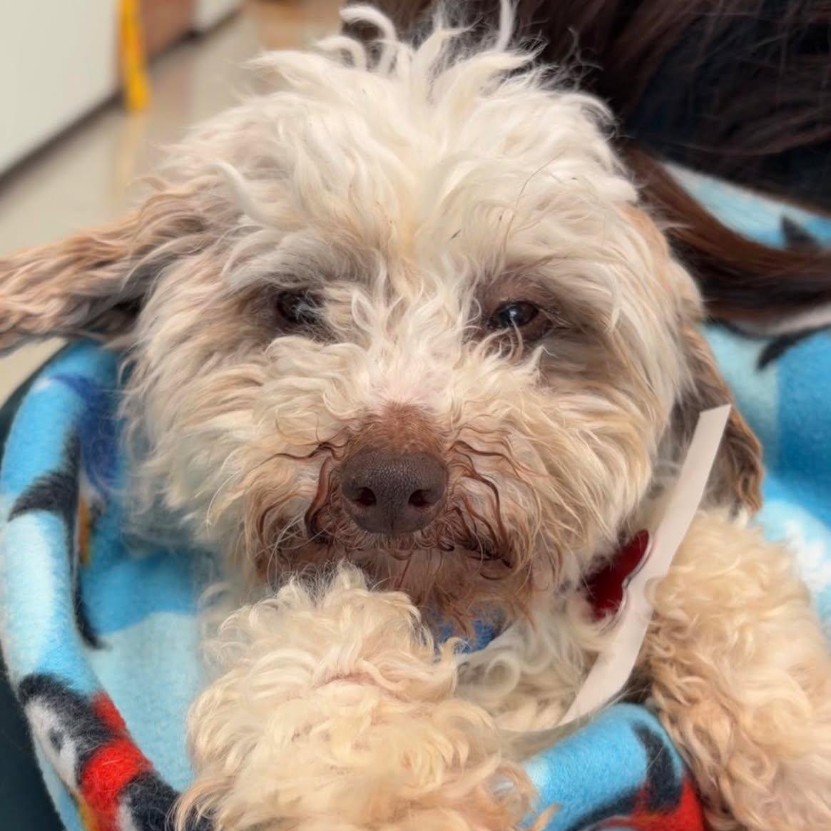 Enlarge Boomer, a ADOPTABLE Miniature Poodle in Valparaiso, IN image 2/3