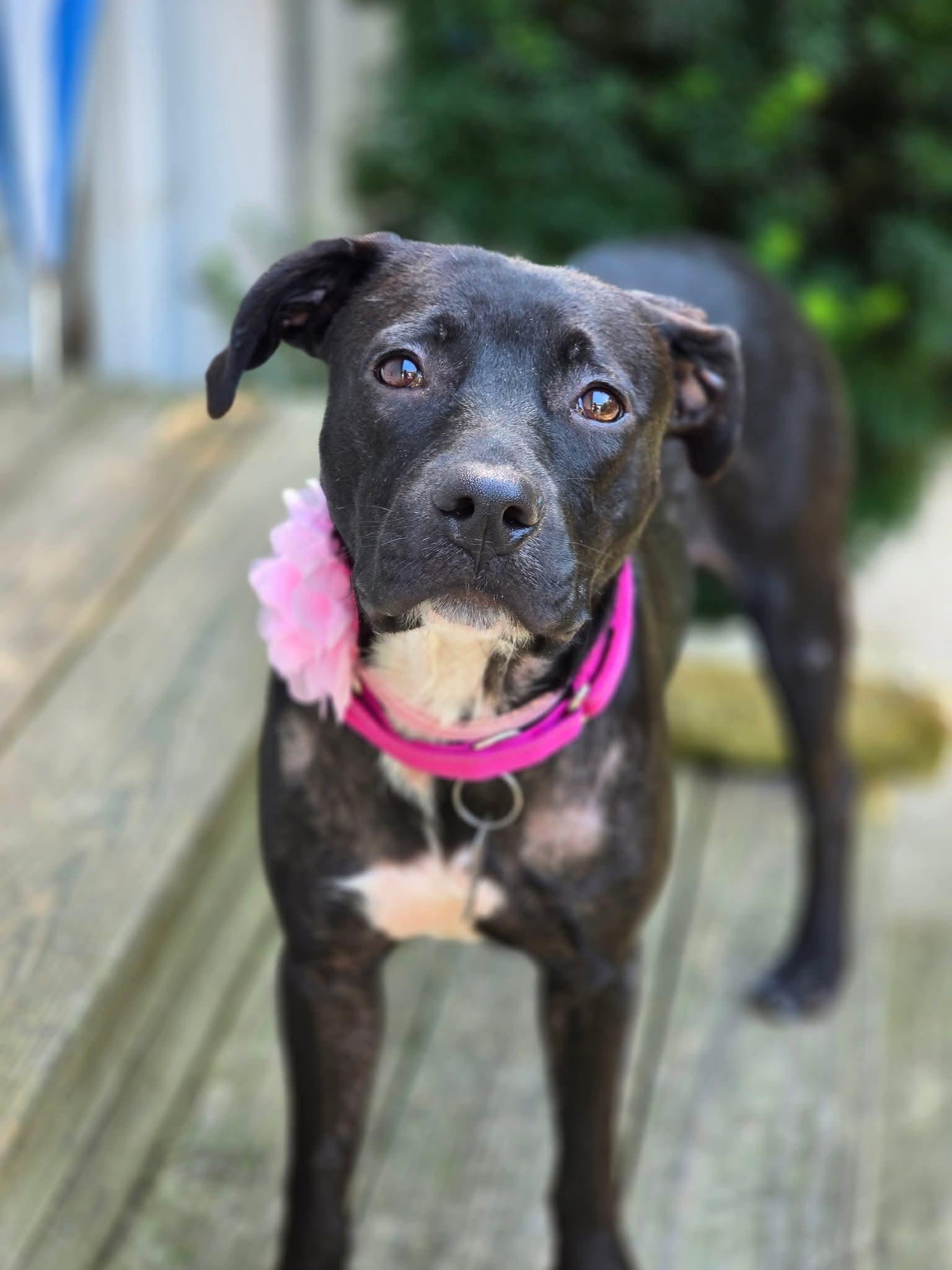 Enlarge Rosa, a Adoptable Mixed Breed in East Peoria, IL image 4/4