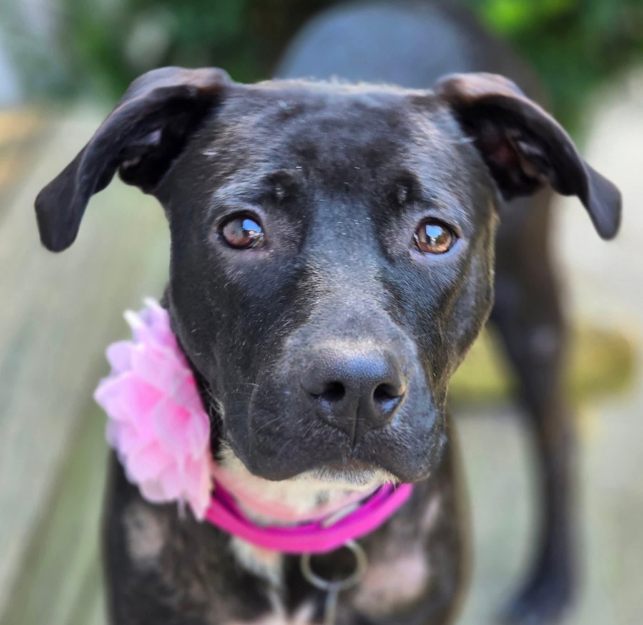 Rosa, Adoptable, Puppy Female Mixed Breed.