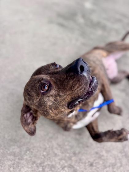 Enlarge Pixel, a Adoptable mixed breed in New Orleans, LA image 1/2