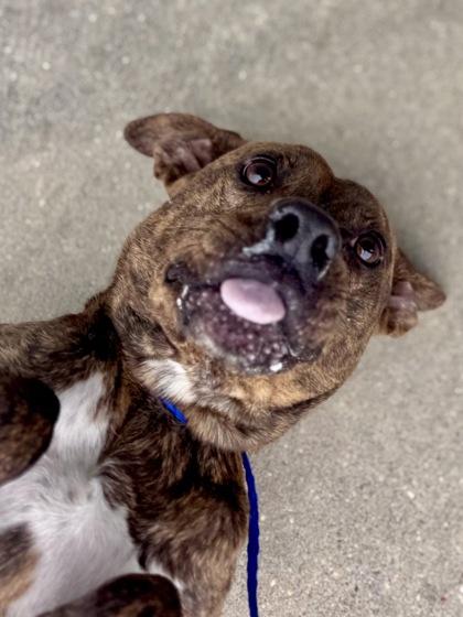 Enlarge Pixel, a Adoptable mixed breed in New Orleans, LA image 2/2