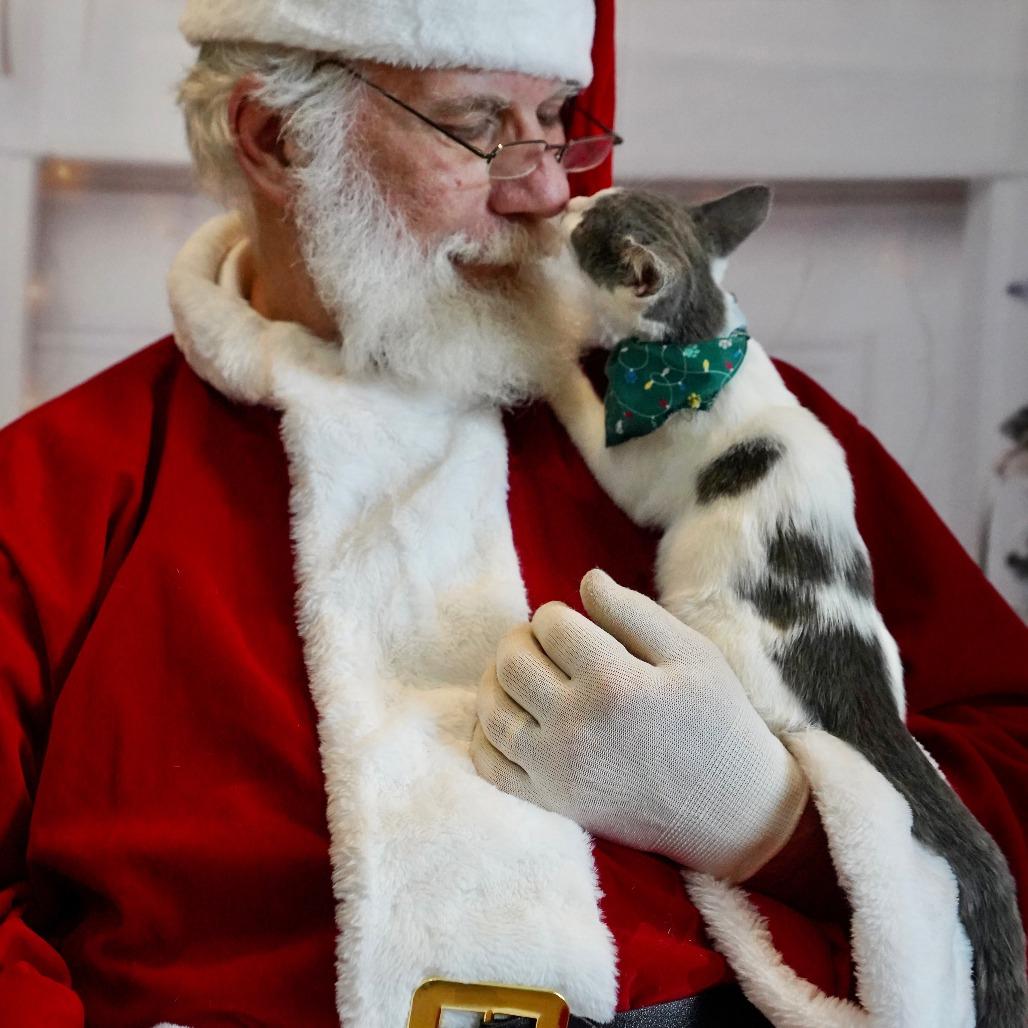 Meridith Gray, Adoptable, Kitten Female Domestic Short Hair.