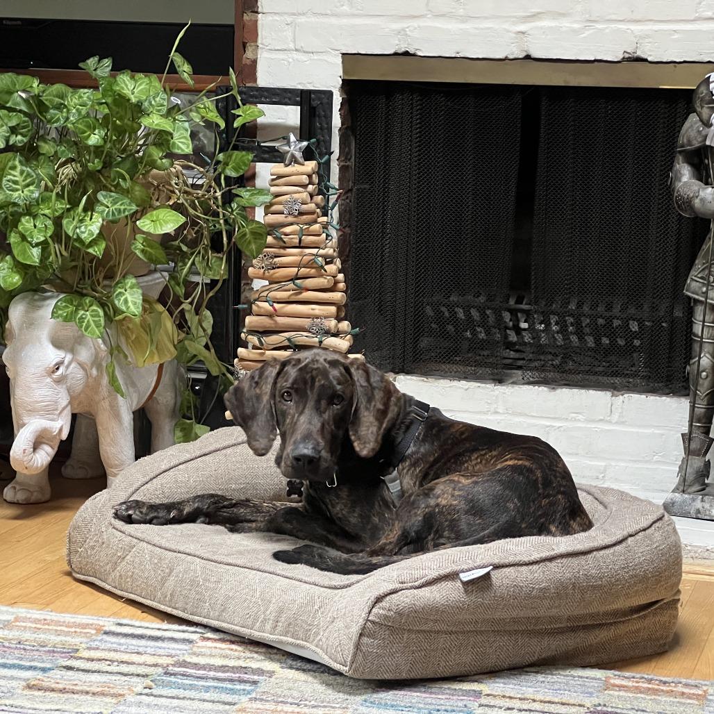 Darcy FKA Scout, Adoptable, Adult Male Plott Hound & Mixed Breed.