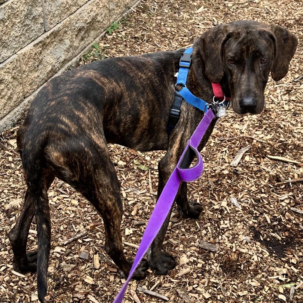 Darcy FKA Scout, a Adoptable mixed breed in Falls Church, VA image 2/6