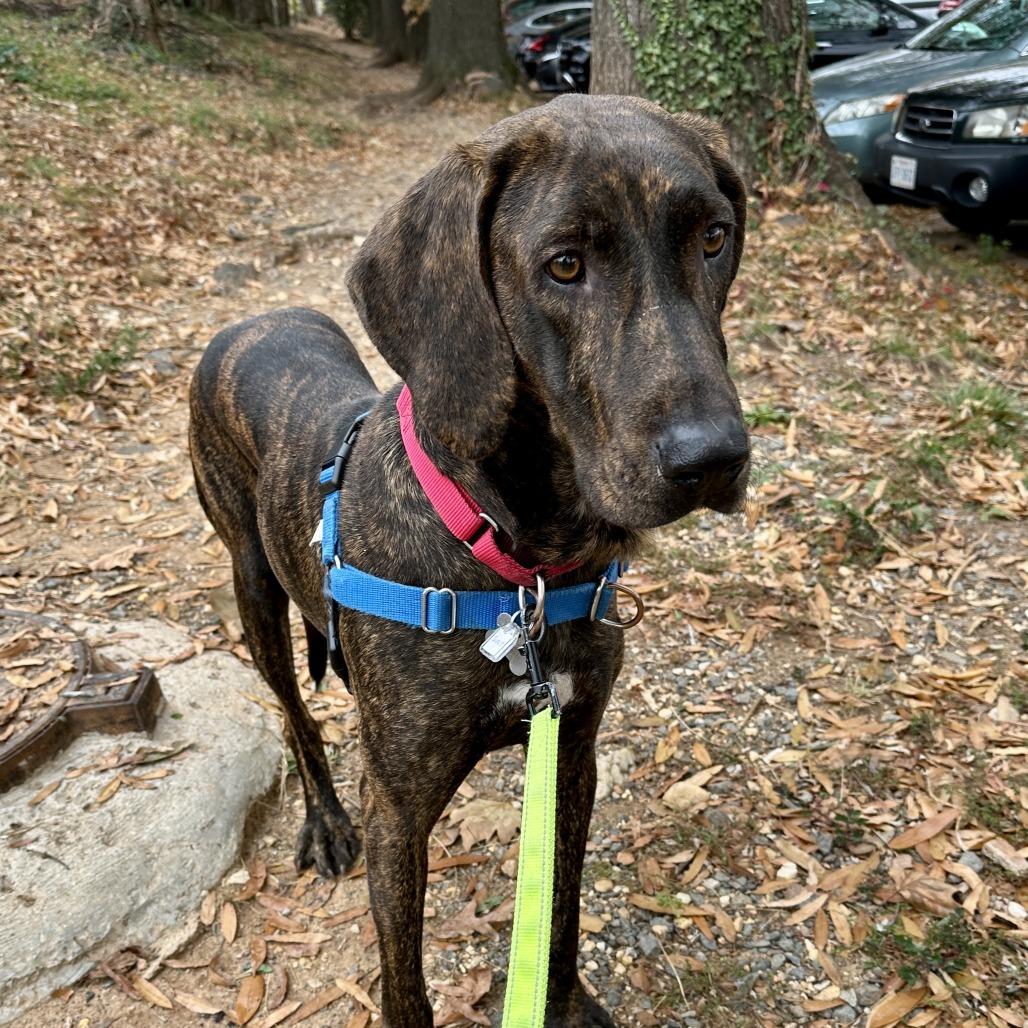 Darcy FKA Scout, a Adoptable mixed breed in Falls Church, VA image 3/6