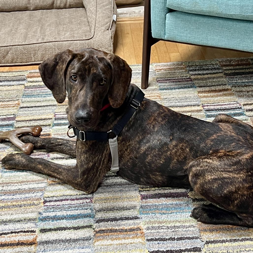 Darcy FKA Scout, a Adoptable mixed breed in Falls Church, VA image 4/6