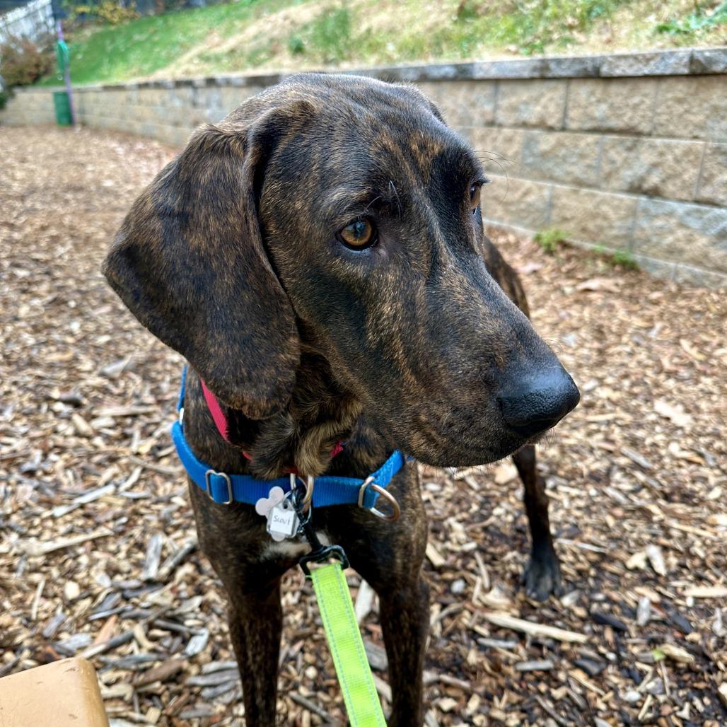 Darcy FKA Scout, a Adoptable mixed breed in Falls Church, VA image 5/6