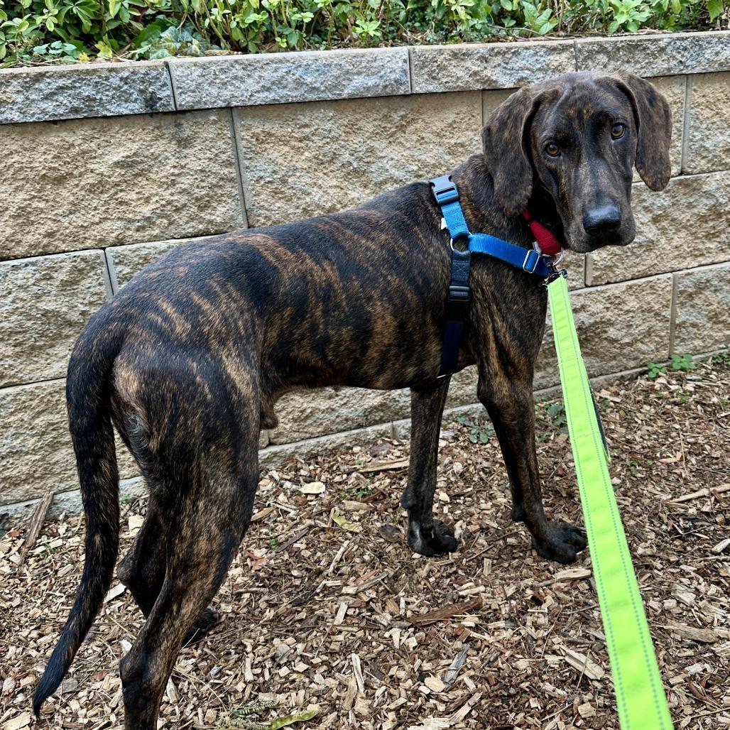 Darcy FKA Scout, a Adoptable mixed breed in Falls Church, VA image 6/6