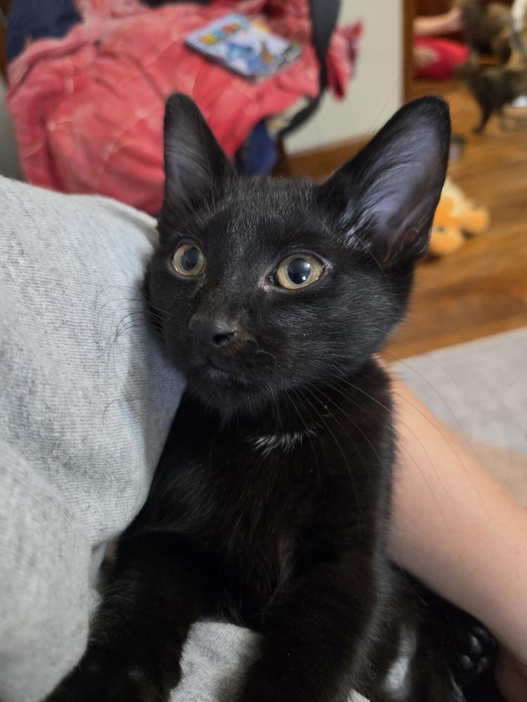 Gojo, Adoptable, Kitten Male Domestic Short Hair.
