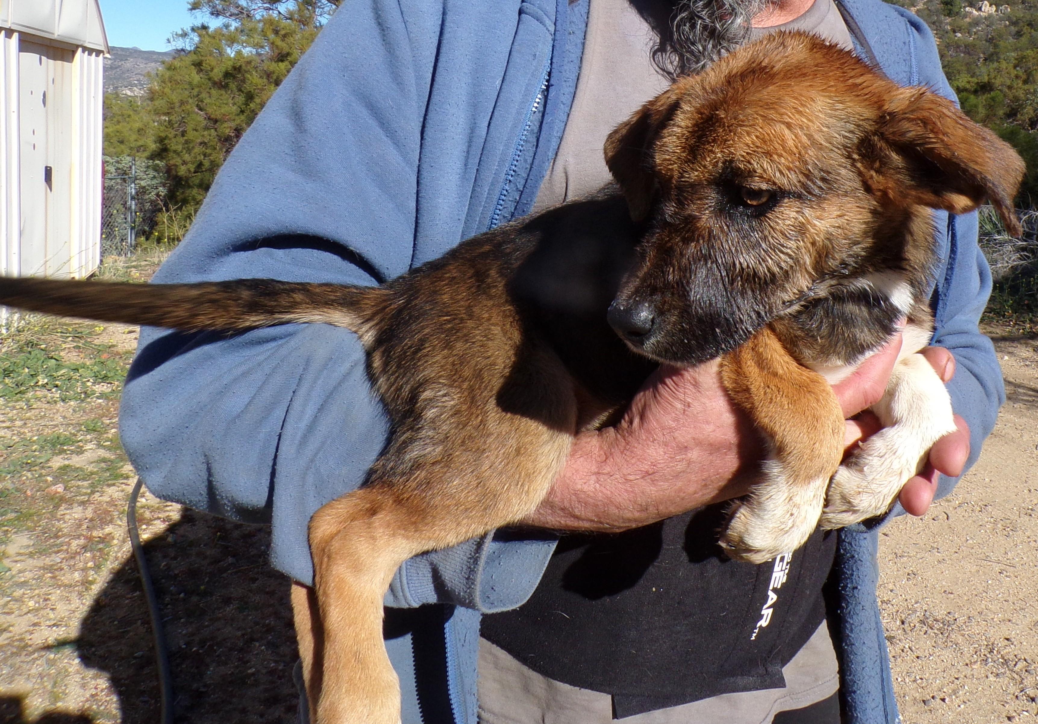 Enlarge RACY, a ADOPTABLE mixed breed in Corona, CA image 1/3