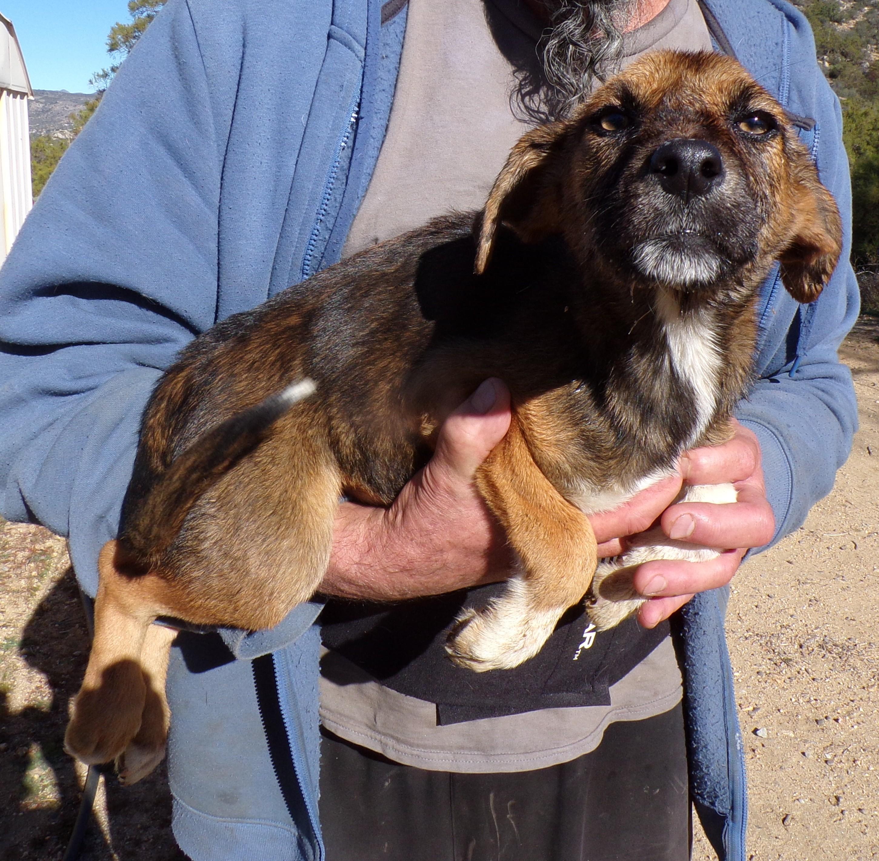 Enlarge RACY, a ADOPTABLE mixed breed in Corona, CA image 2/3