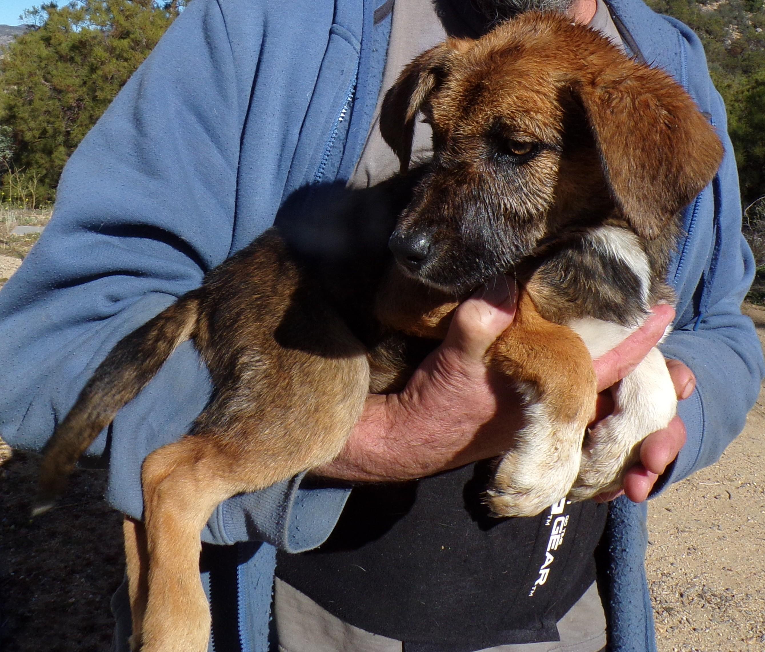 Enlarge RACY, a ADOPTABLE mixed breed in Corona, CA image 3/3