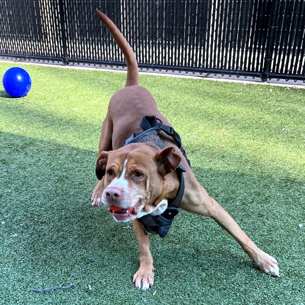 Enlarge Bart, a Adoptable Labrador Retriever in Greensboro, NC image 1/6