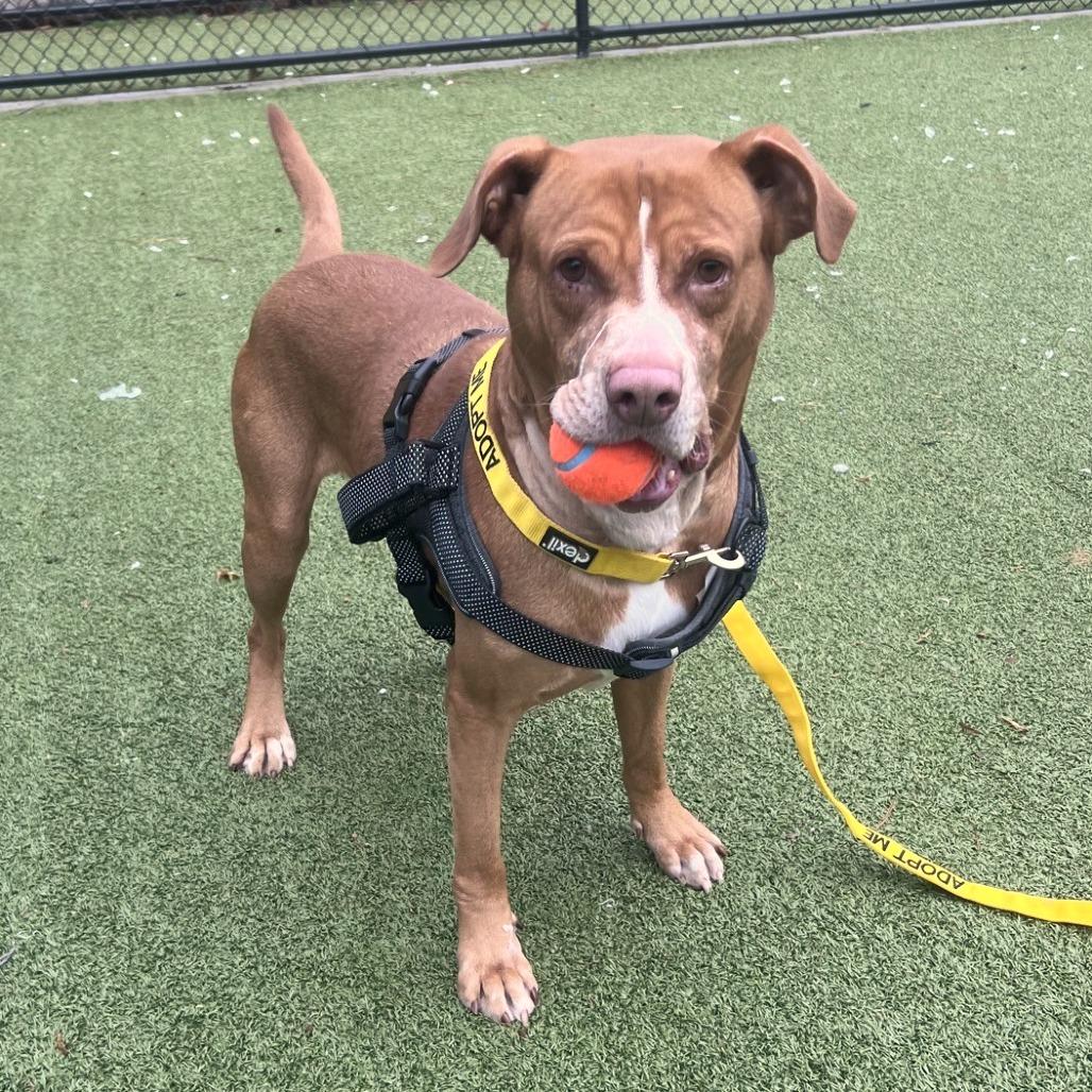 Enlarge Bart, a Adoptable Labrador Retriever in Greensboro, NC image 1/6
